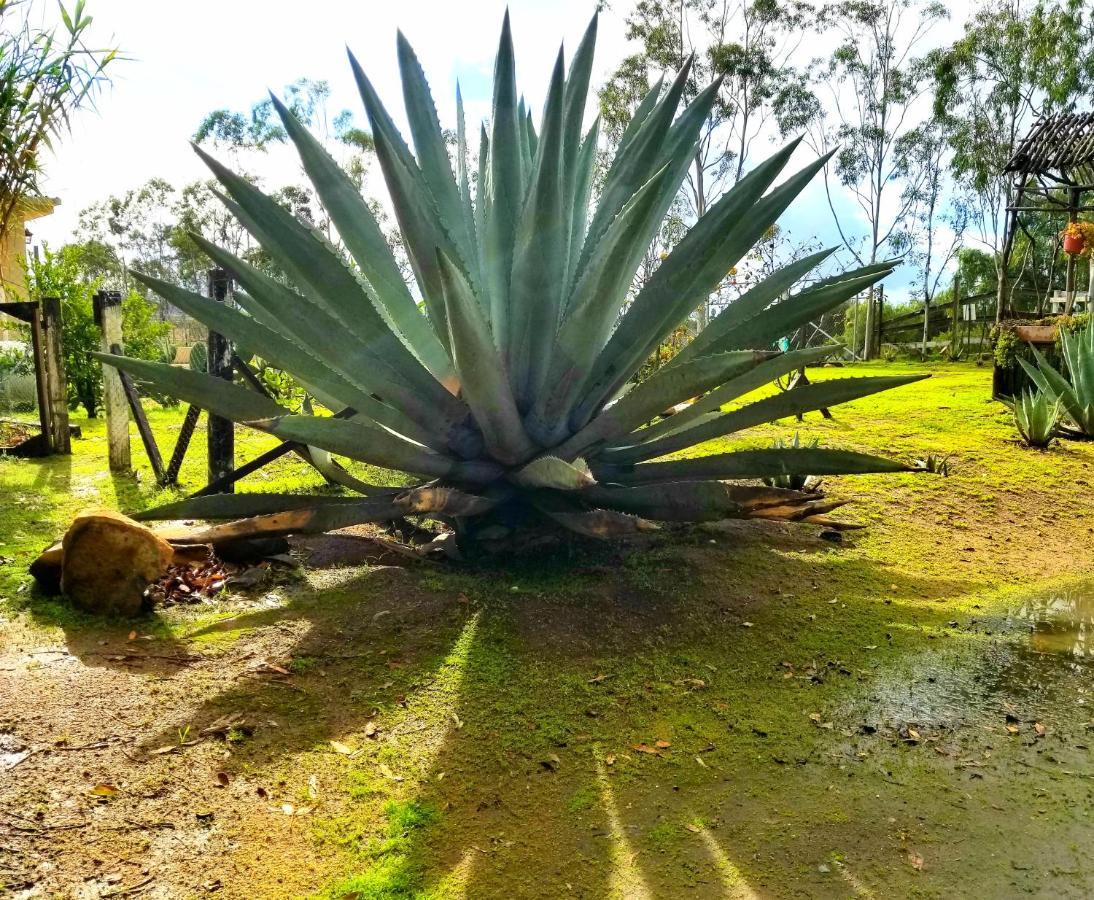 Terra Monarca Villa Valle de Guadalupe Buitenkant foto